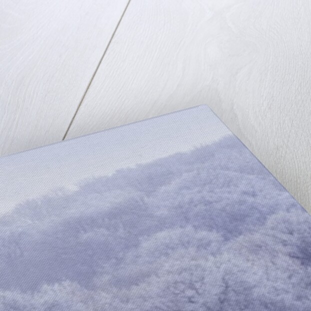 Misty forest by Assaf Frank